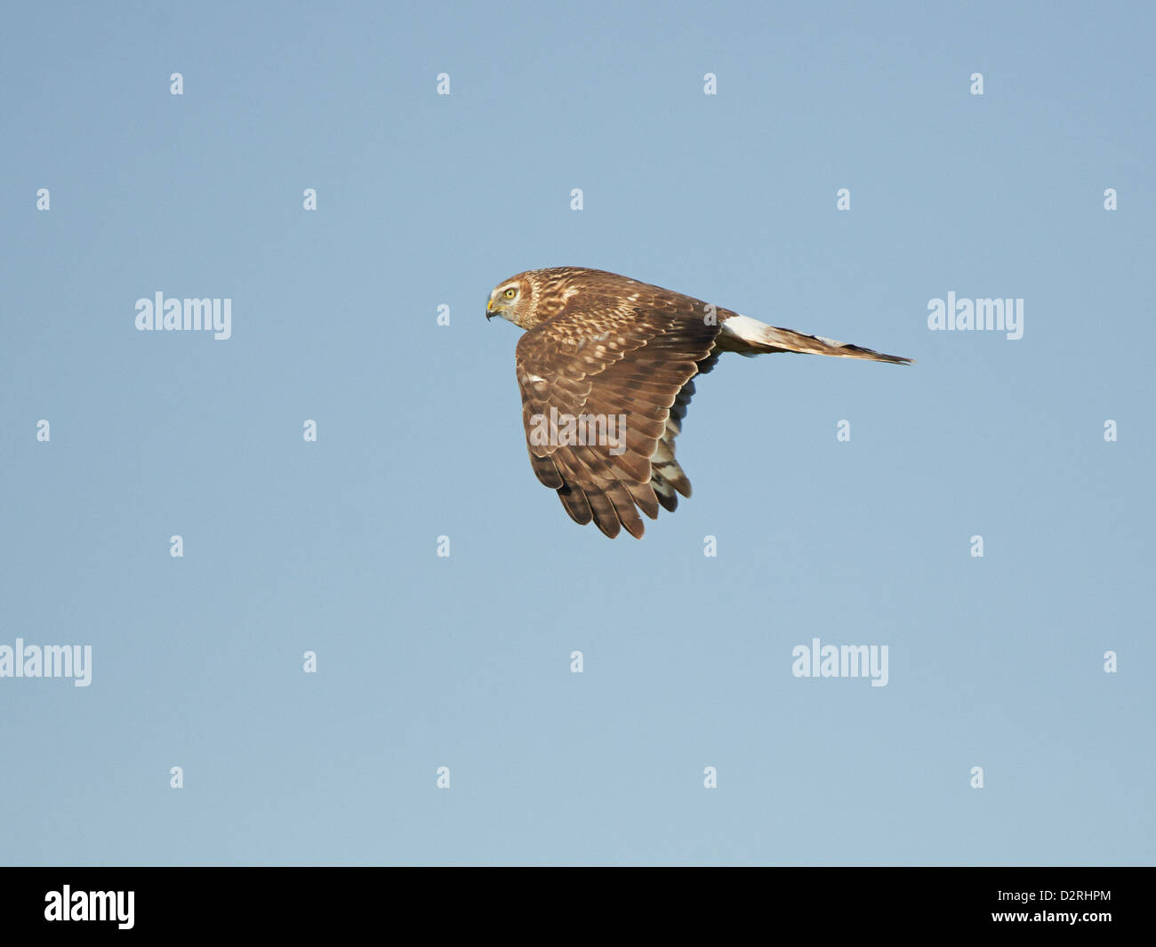 Cumbria Lancashire Hen Harrier Chicks Take Flight A Stunning Sight - 78mawtz