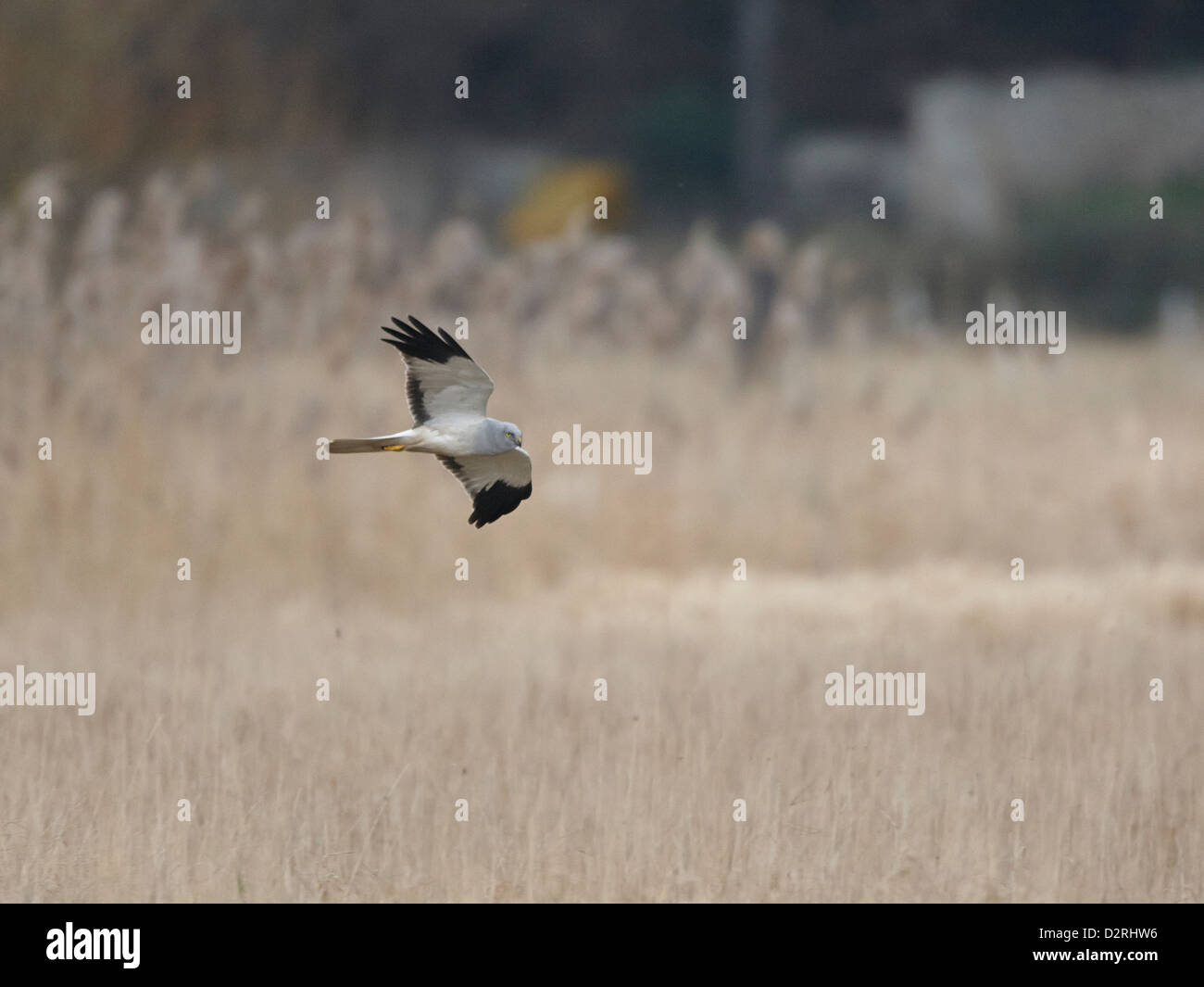 Cumbria Lancashire Hen Harrier Chicks Take Flight A Stunning Sight - hxotkdl