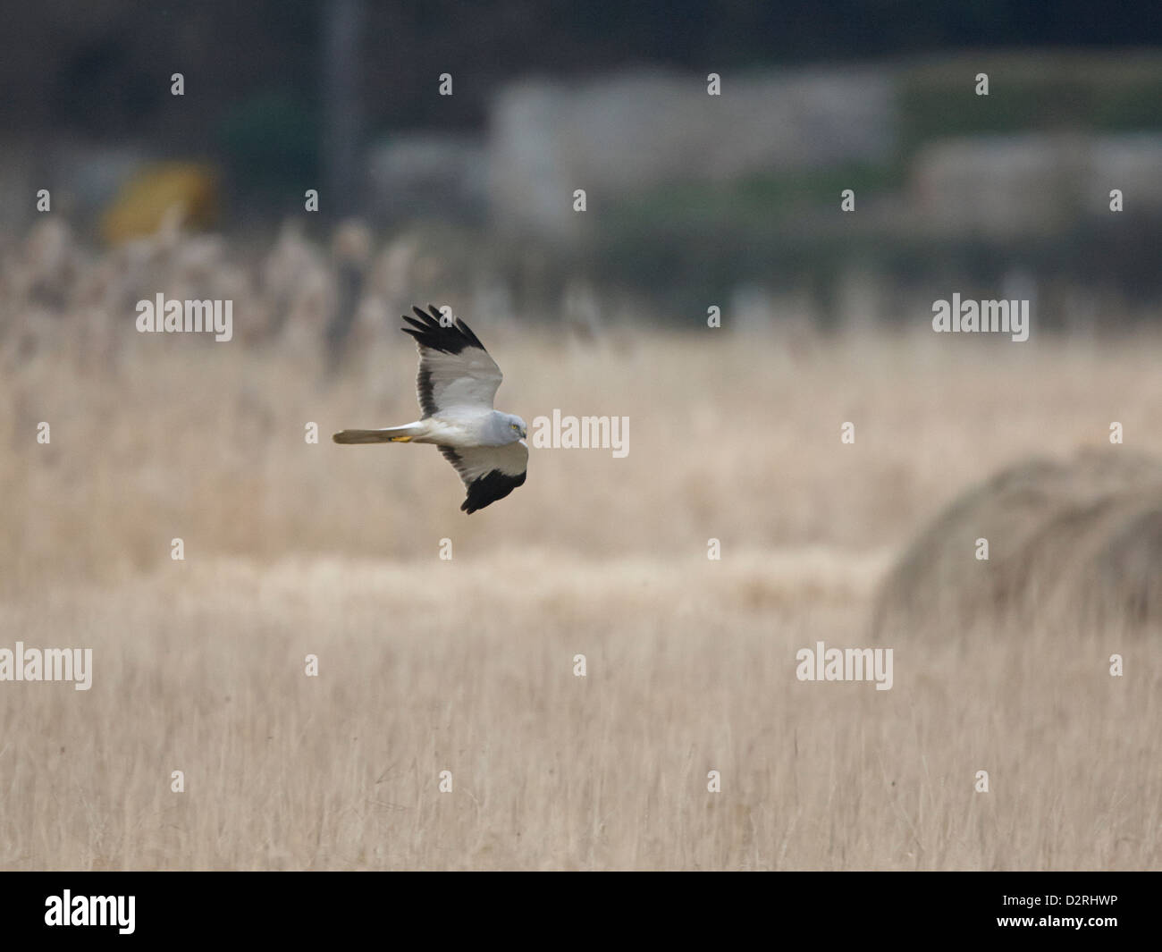Cumbria Lancashires Endearing Hen Harrier Chicks Take Flight - avdo0zh