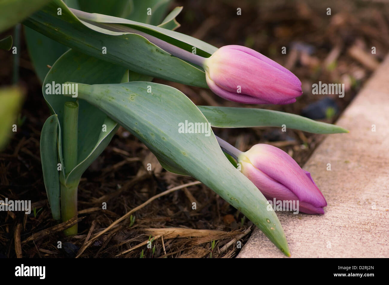 Tulipa cultivar, Tulip, Purple. Stock Photo