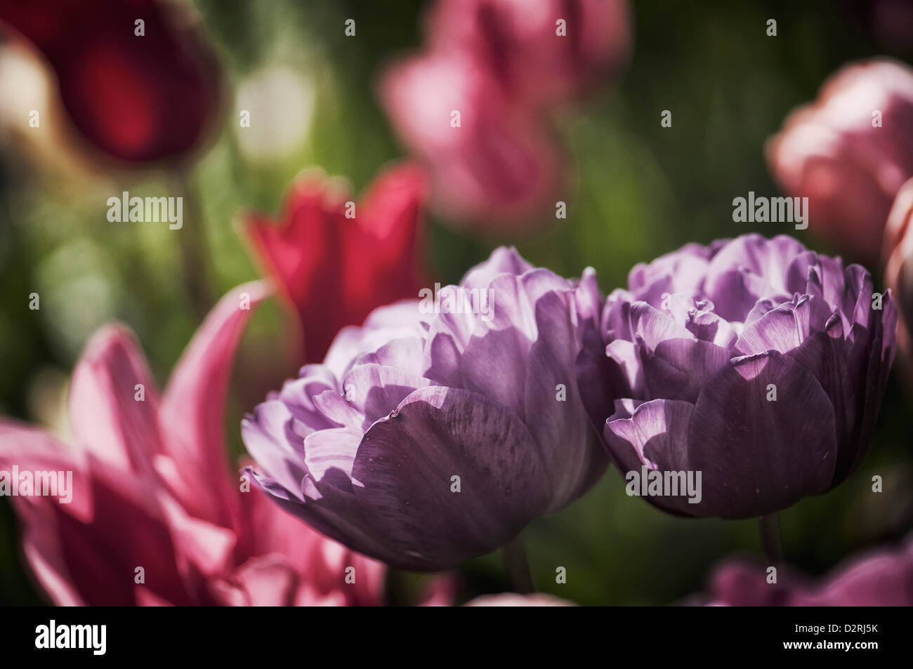 Tulipa 'Blue spectacle', Tulip, Purple. Stock Photo