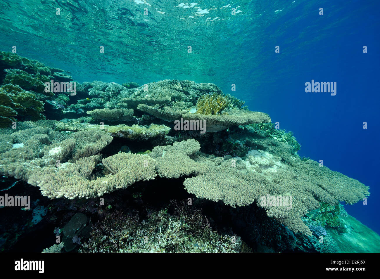 Underwater coral reef, colony of corals and corals tables, Red Sea, Ras Mohammed, Sinai, Egypt Stock Photo