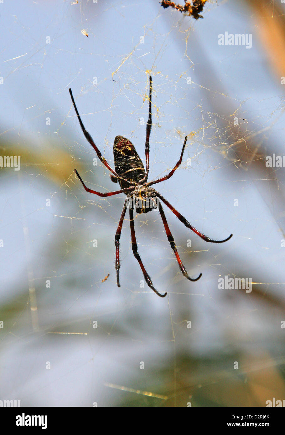 Madagascan Golden Orb Spider, Nephila madagascariensis, Nephilidae, Araneae, Arachnida. Antananarivo, Madagascar, Africa. Stock Photo