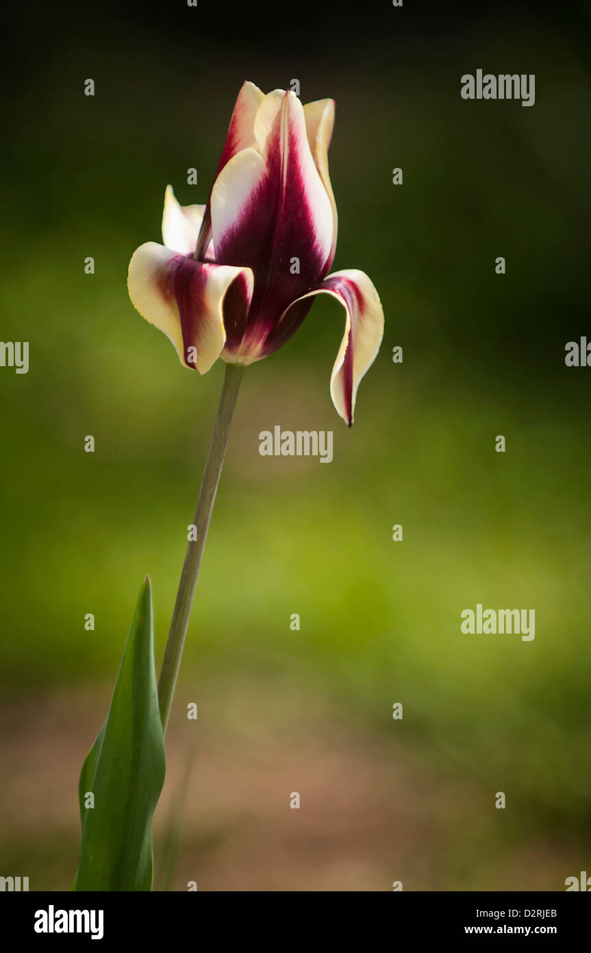 Tulipa 'Gavota', Mixed colours. Stock Photo