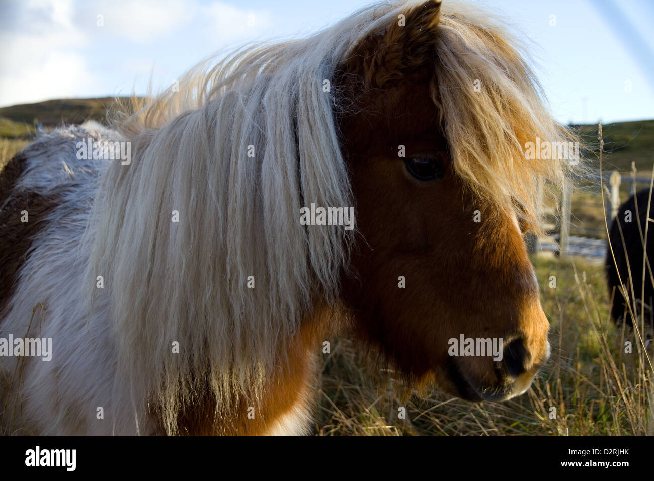 A skewbald (brown and white) Shetland pony Stock Photo
