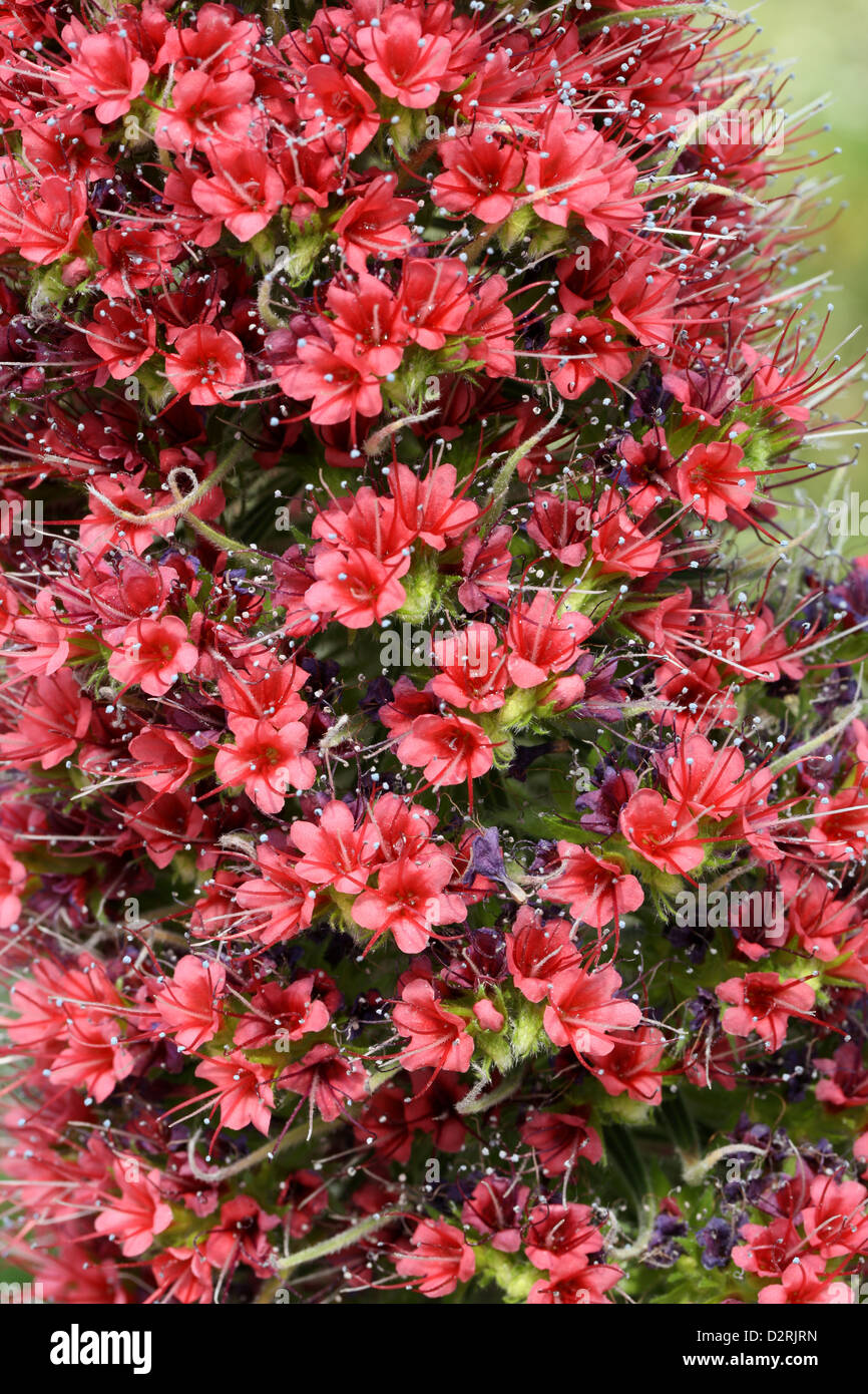 Tower of Jewels, Red Bugloss, Tenerife Bugloss or Mount Teide Bugloss, Echium Wildpretii, Boraginaceae, Tenerife, Canary Islands Stock Photo