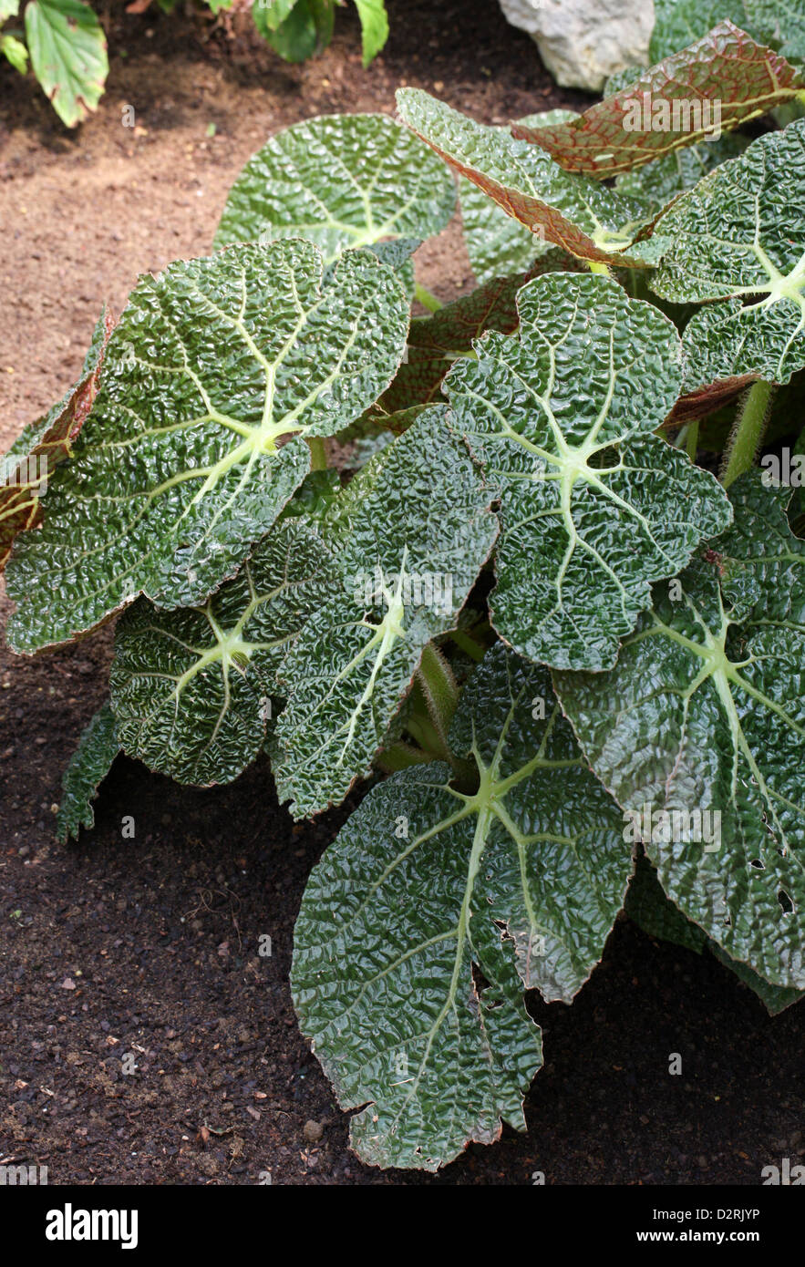 Rhizomatous Begonia, Begonia gehrtii, Begoniaceae. Brazil, South America. Stock Photo