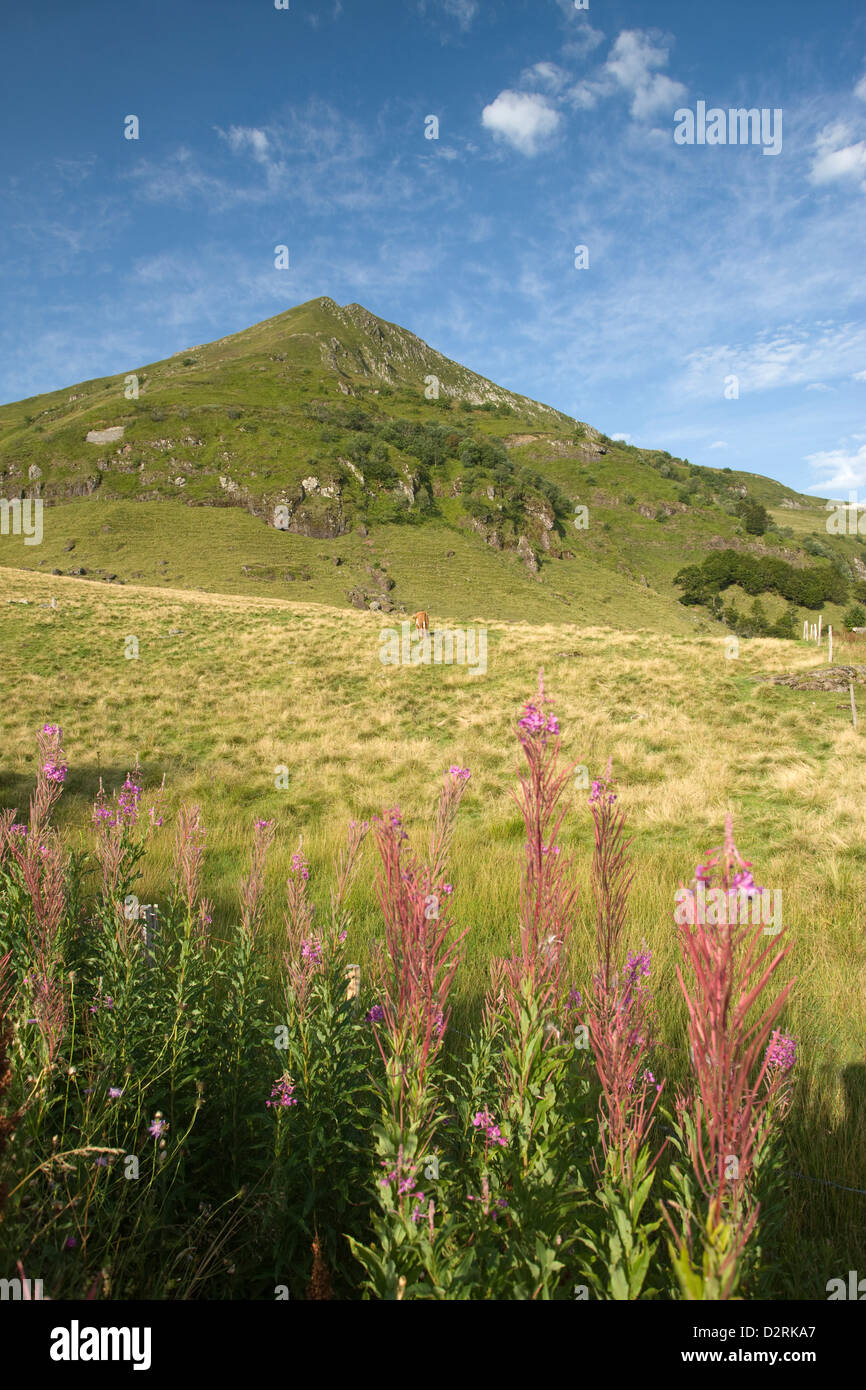 FIREWEED FLOWERS ALPINE PASTURE PUY MARY PAC NATUREL DES VOLCAN AUVERGNE CANTAL FRANCE Stock Photo