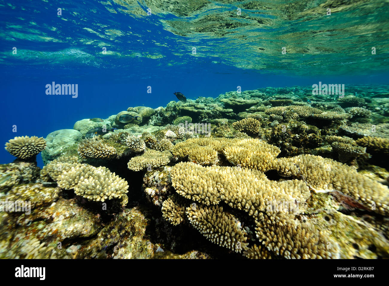 Underwater coral reef, colony of corals, just under the surface, Red Sea, Egypt Stock Photo