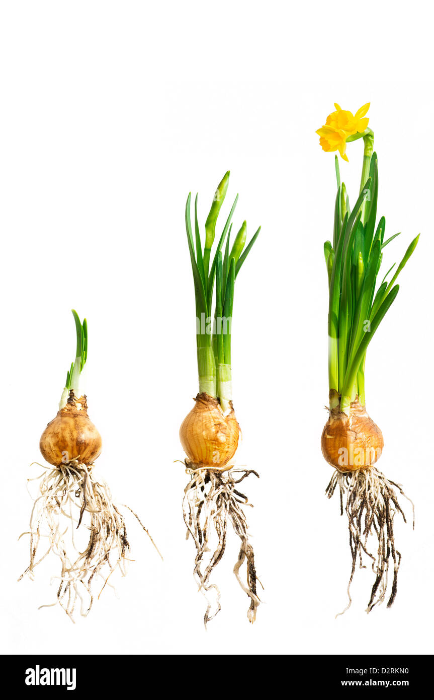 narcissus flowers growing stadium Stock Photo Alamy