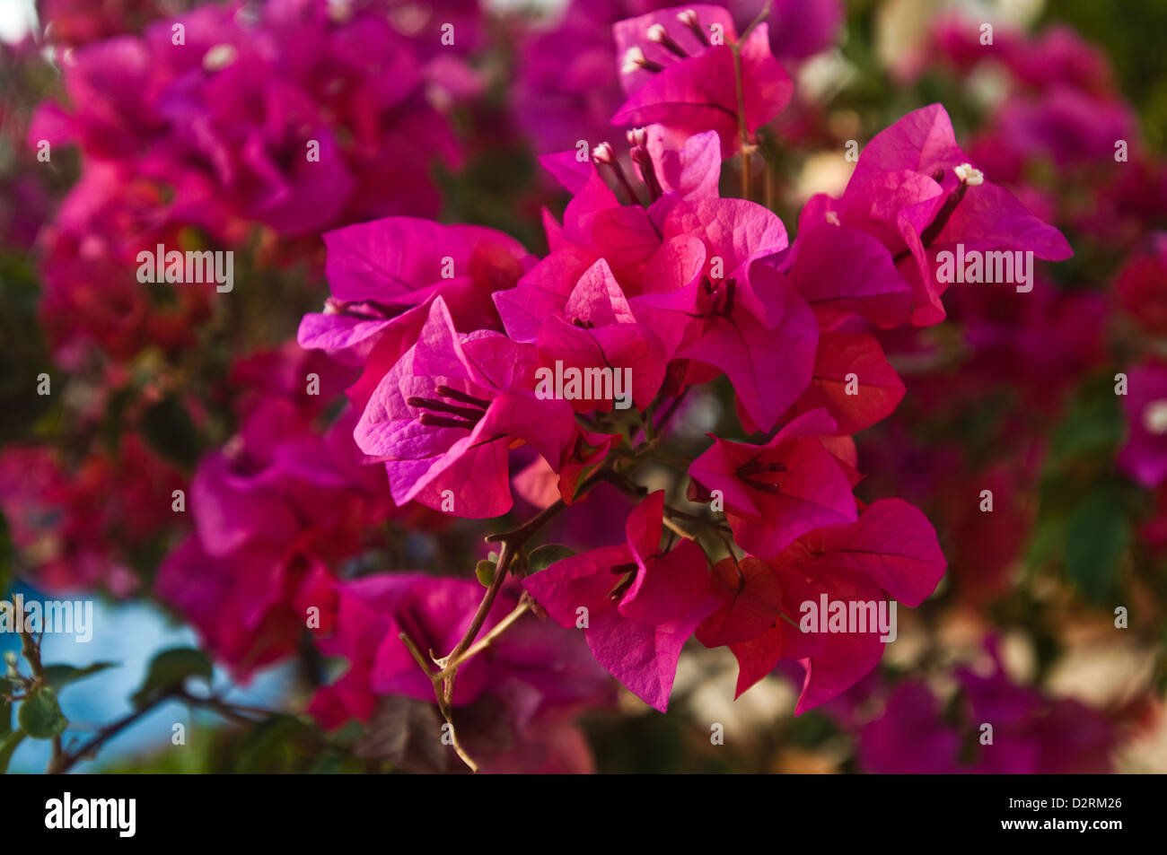 Bougainvillea flowers in bloom, Puerto Vallarta Jalisco Mexico Stock