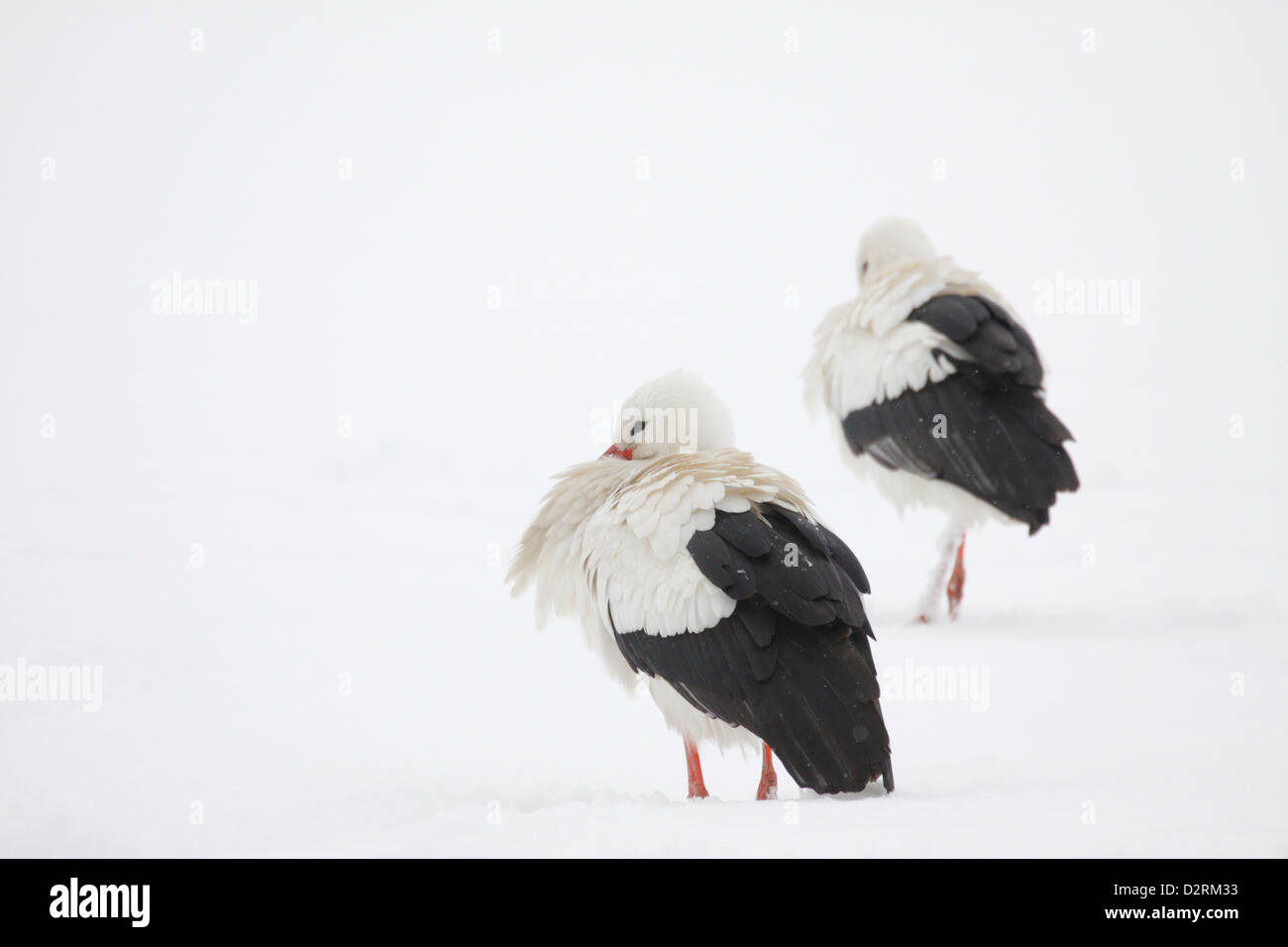 White Storks (Ciconia Ciconia) in the snow, The Hague, Netherlands Stock Photo