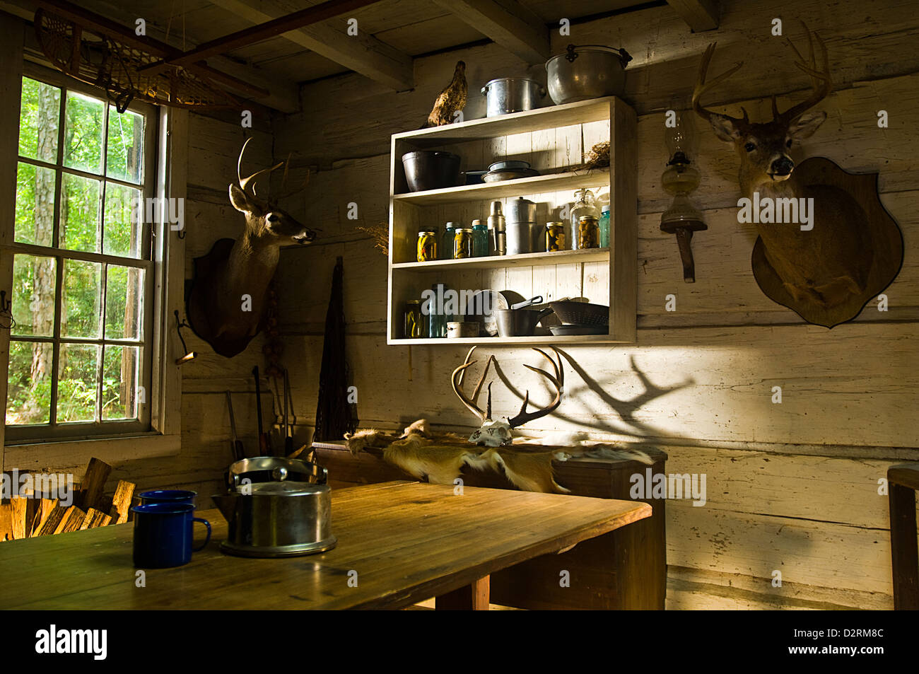 Morning Sunlight Streaming Through The Window At An Old Deer