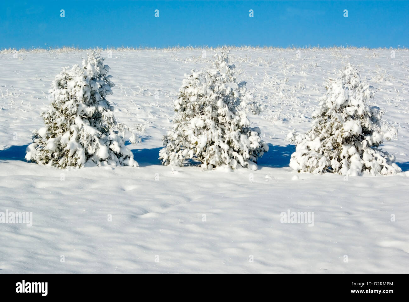 Winter scene snow covered trees Stock Photo