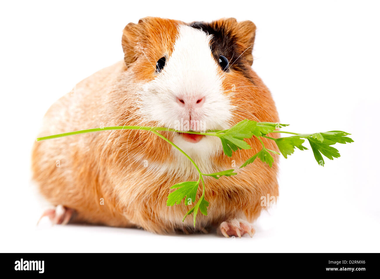 Lunch time. Funny guinea pig portrait over white background Stock Photo -  Alamy