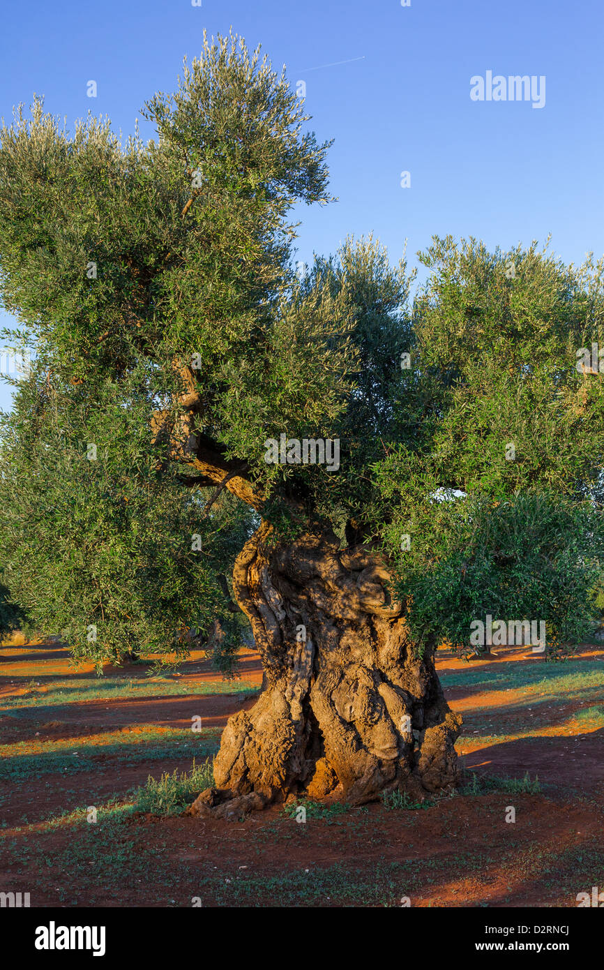 Old olive tree in Puglia, Apulia, Italy Stock Photo Alamy