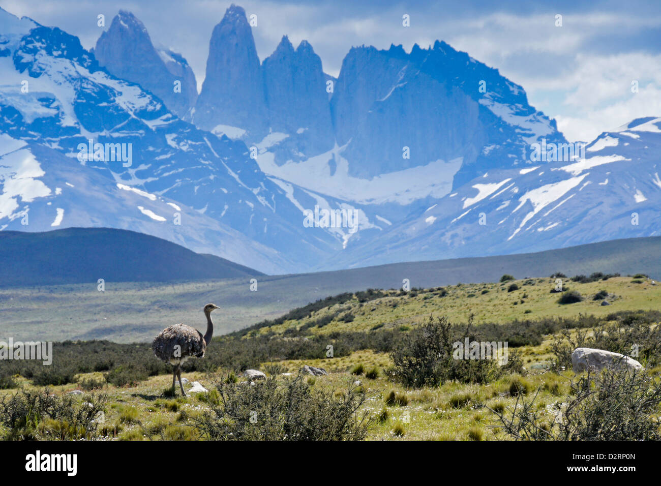 Ñandu (Darwin's or lesser rhea) in front of Los Torres, Torres del Paine National Park, Patagonia, Chile Stock Photo