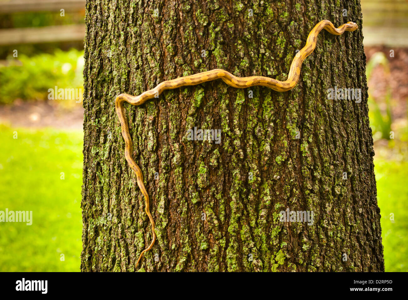 USA, North Carolina. Yellow rat snake tree climbing. Credit as Cathy & Gordon Illg / Jaynes