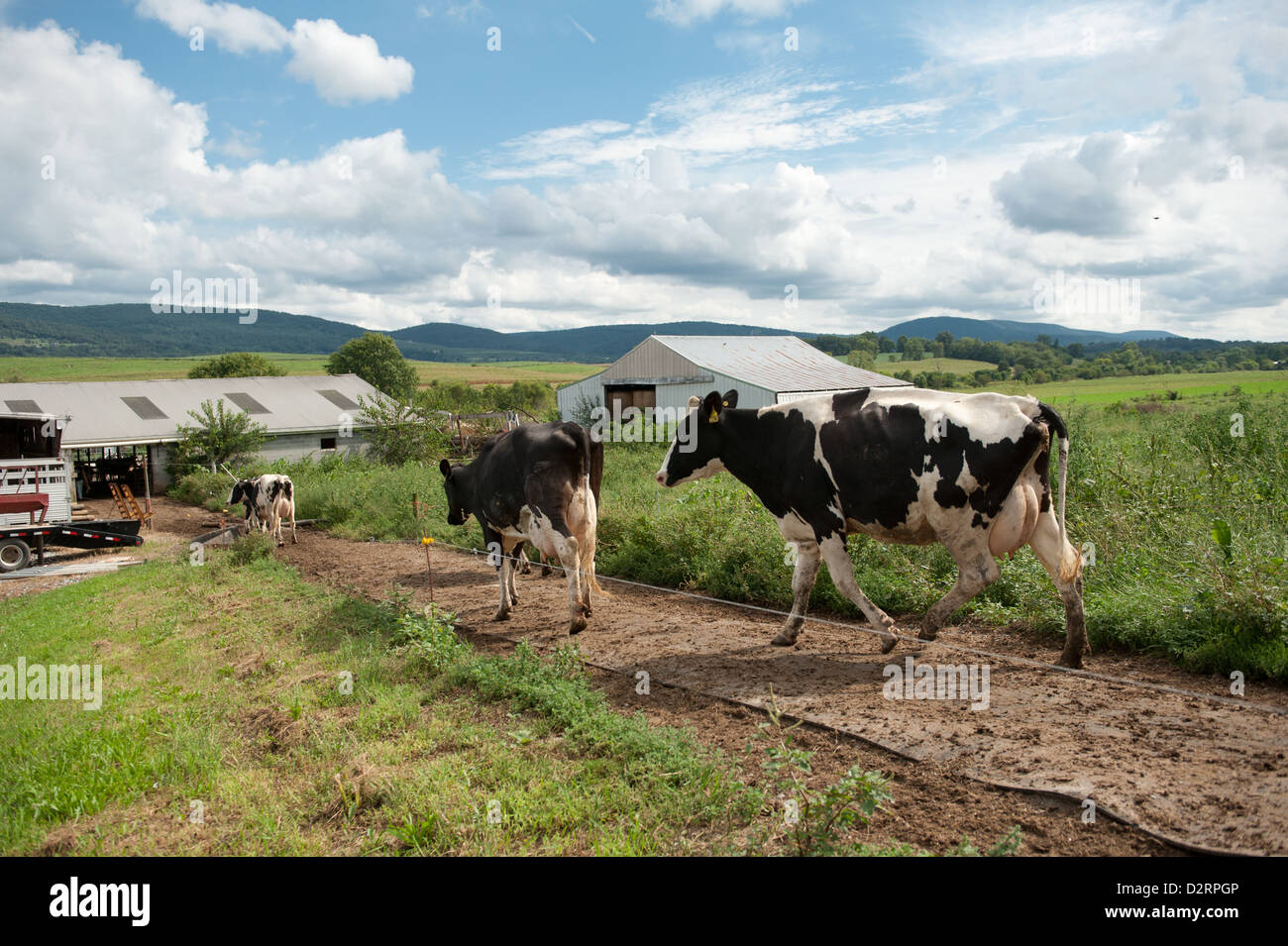 Dairy cows walking down dirt path on a farm  Stock Photo