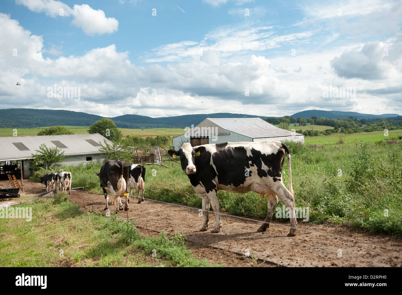 Dairy cows walking down dirt path on a farm  Stock Photo