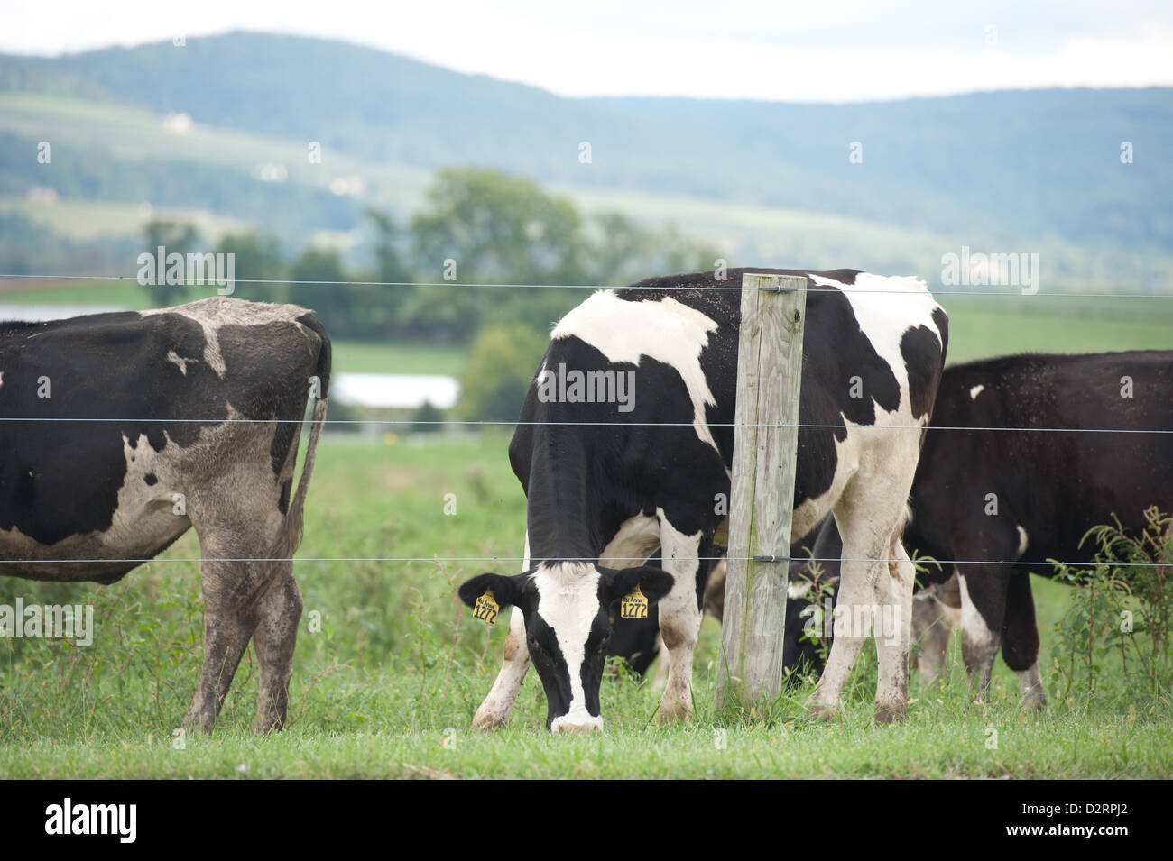 Dairy cows grazing in pasture  Stock Photo