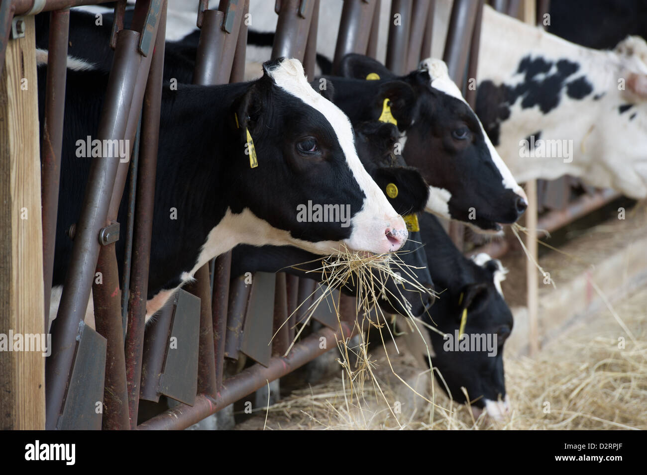 Dairy cows grazing on hay in the barn  Stock Photo