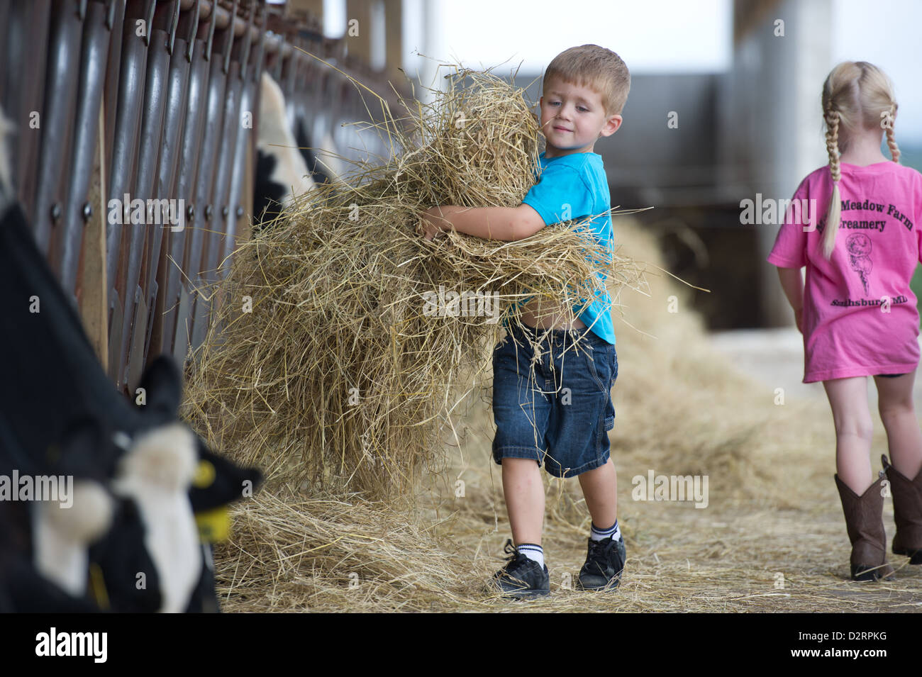 Children feeding dairy cows hay in the barn Stock Photo