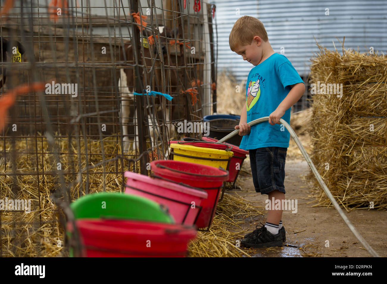 Children feeding dairy cows water in the barn Stock Photo
