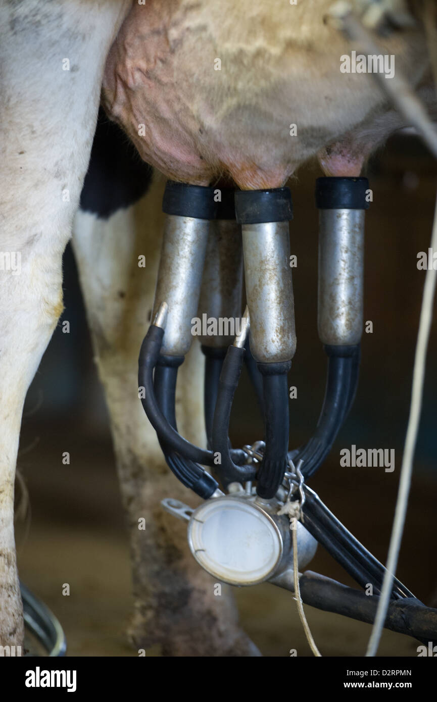 Cow udders hires stock photography and images Alamy