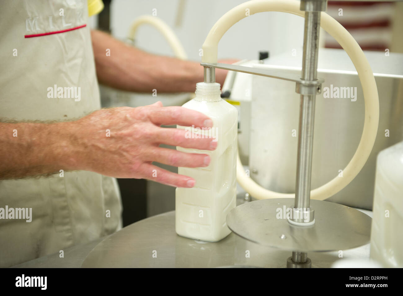 Man processing milk fresh from a cow on a dairy farm Stock Photo