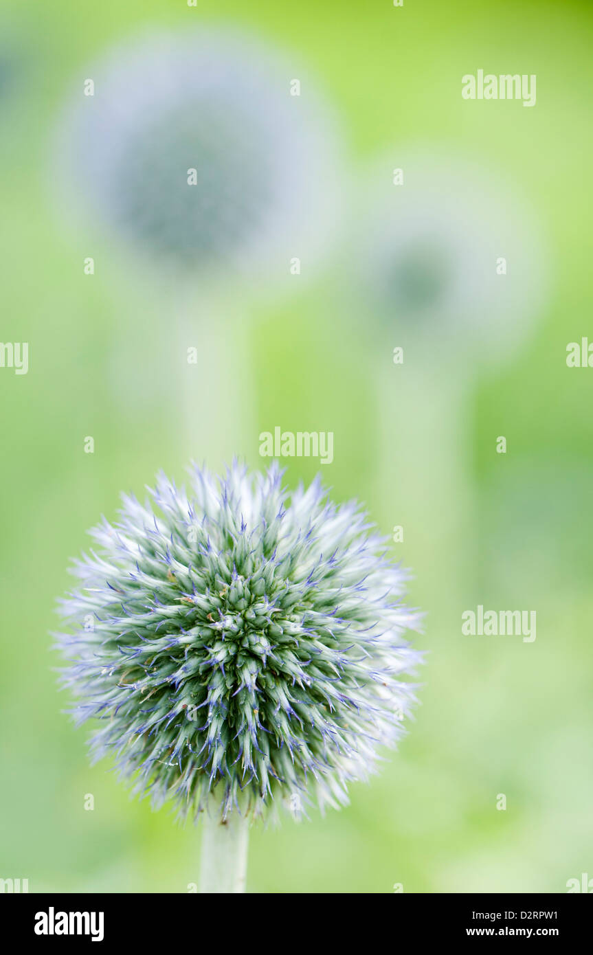 Echinops bannaticus 'Taplow Blue', Globe thistle, Blue subject. Stock Photo