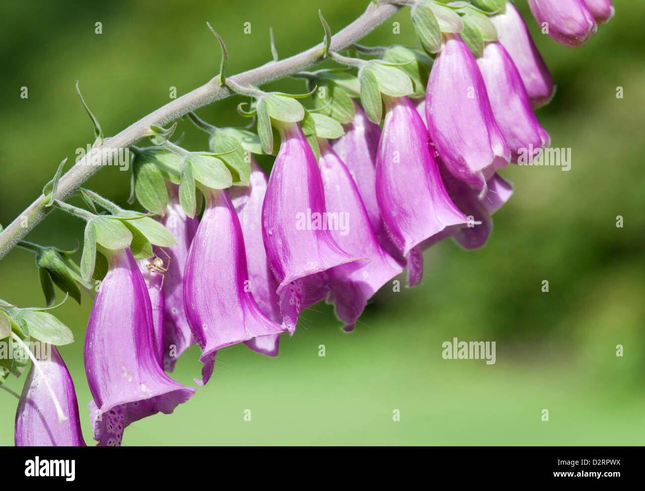 Digitalis purpurea, Foxglove, Pink subject. Stock Photo