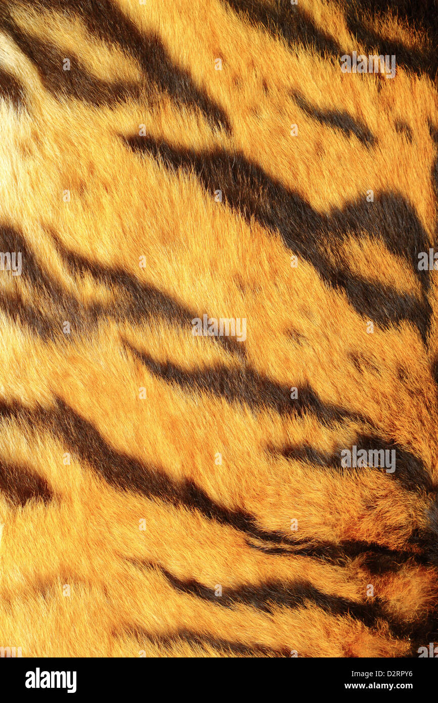 colorful fur of a tiger - detail of black stripes Stock Photo