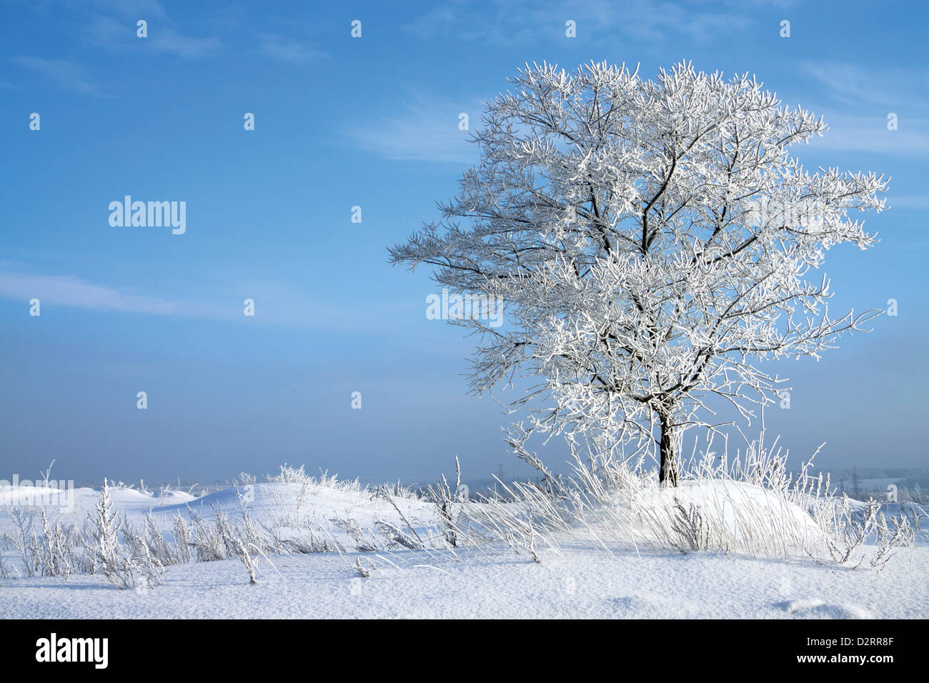 winter landscape with a lonely tree Stock Photo - Alamy