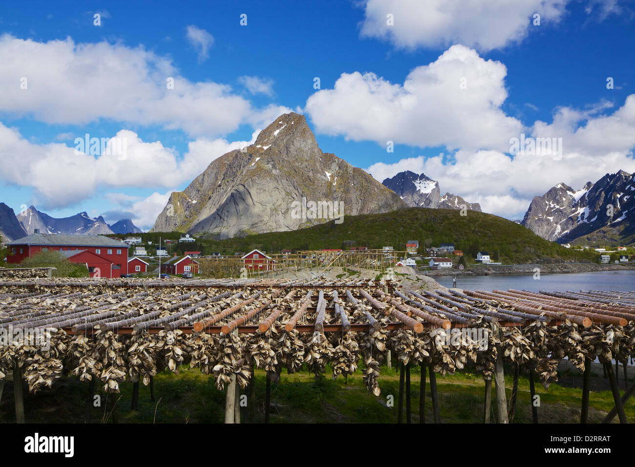 Traditional way of drying stock fish in Norway, Lofoten islands Stock Photo