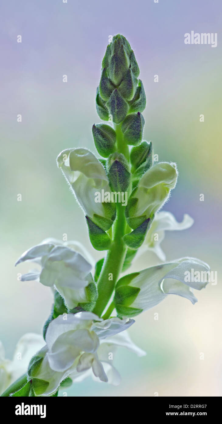 Antirrhinum majus cultivar, Snapdragon, White subject. Stock Photo