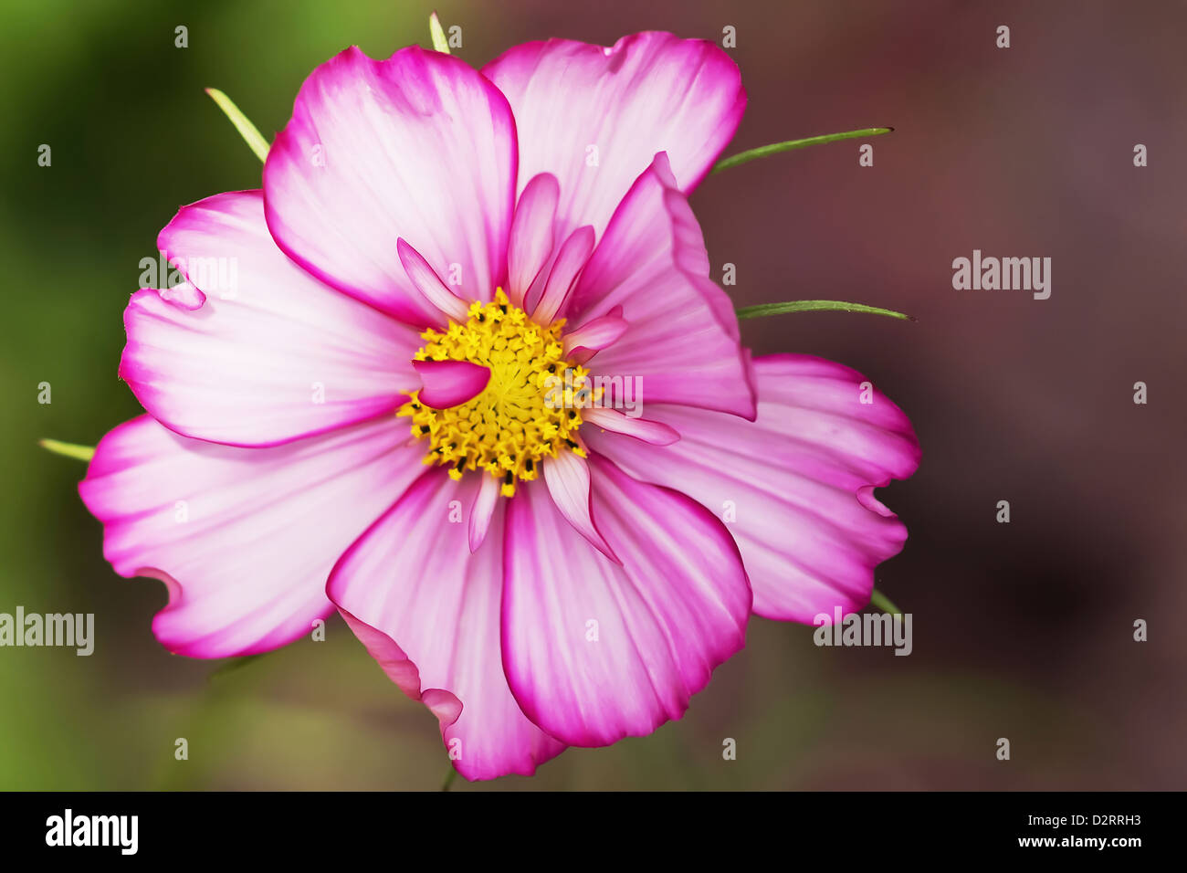 Close up cosmos flower hi-res stock photography and images - Alamy