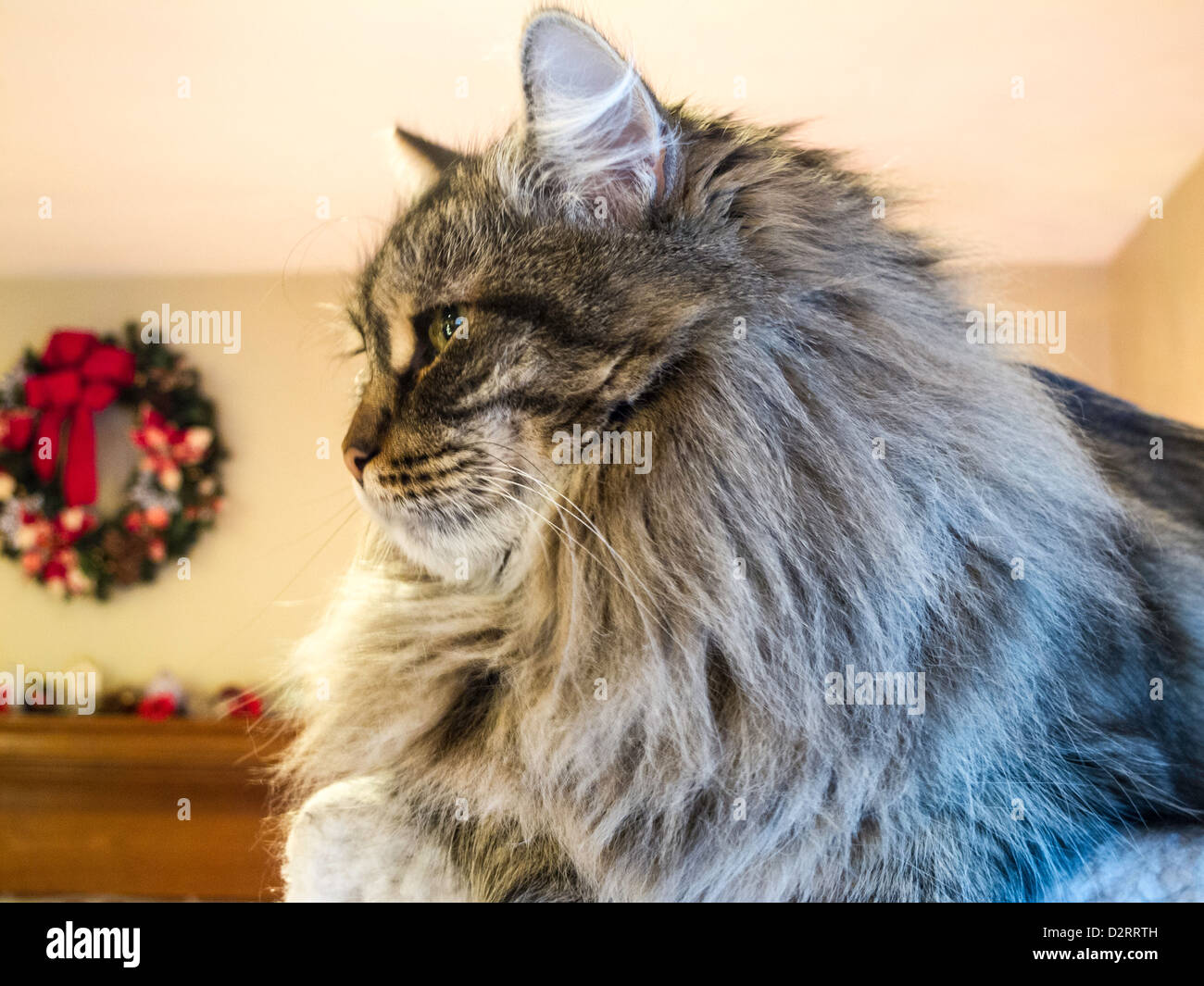 Are Cats Bothered By Dog Dander