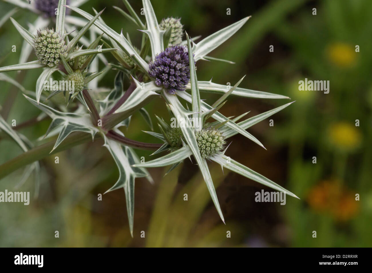 Eryngium variifolium, Sea holly, Blue subject Stock Photo Alamy