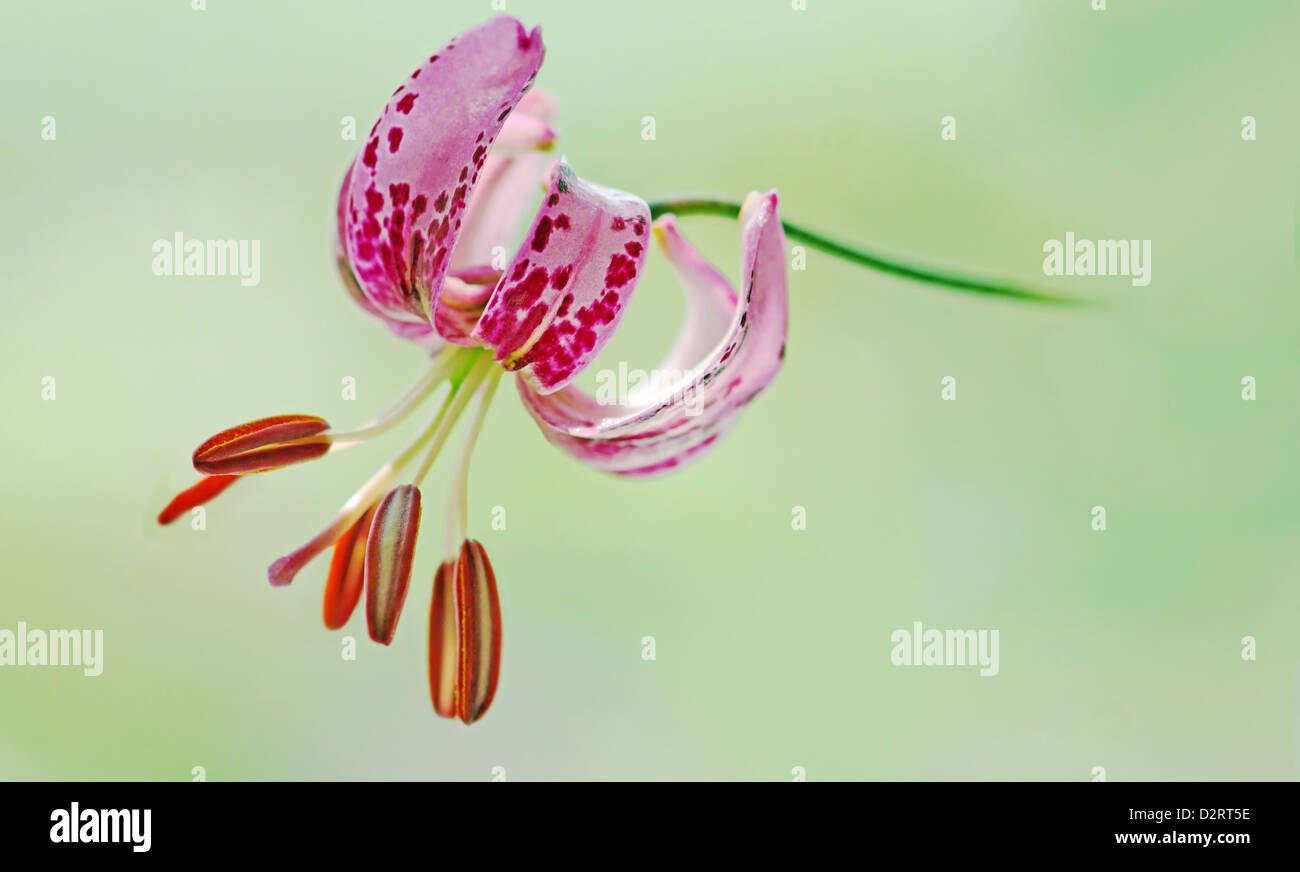 Lilium martagon, Lily, Turkscap lily, Pink subject, Green background. Stock Photo
