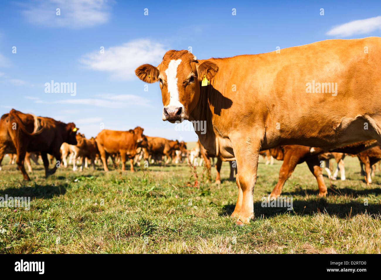 Cows grazing on a lovely green pasture Stock Photo - Alamy