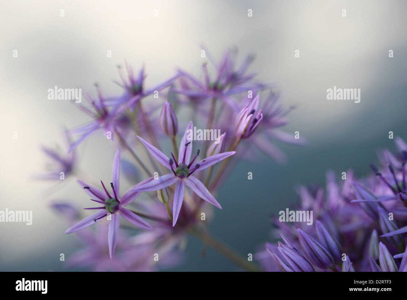 Allium cultivar, Allium, Purple subject. Stock Photo