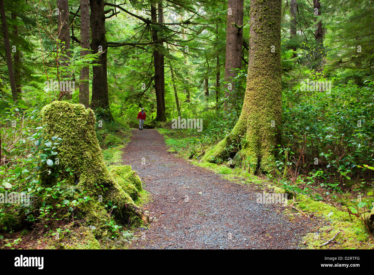 OR, Oregon Coast, Oswald West State Park, Oregon Coast trail (MR & PR) Stock Photo