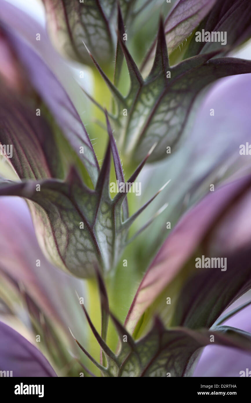 Acanthus spinosus, Bear's breeches, Purple subject. Stock Photo