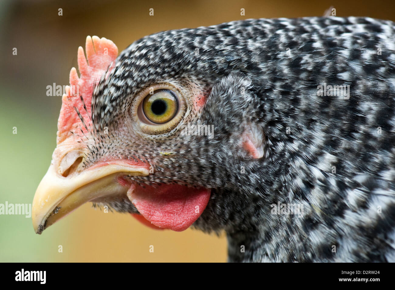 Grammendorf, Germany, Tierportraet a hen cuckoo Stock Photo