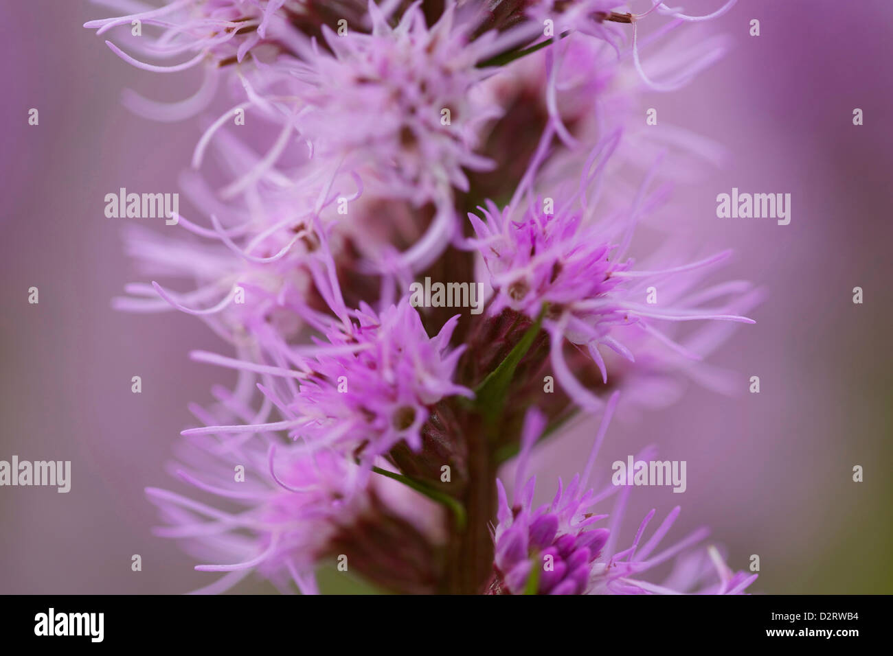 Liatris cultivar, Blazing star, Pink subject. Stock Photo