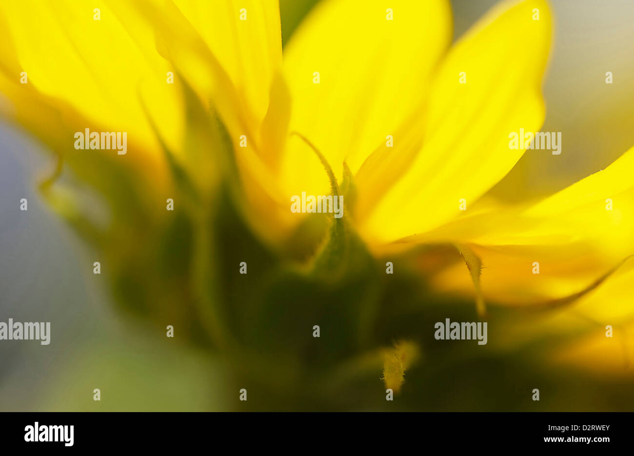 Helianthus annuus, Sunflower, Yellow subject. Stock Photo