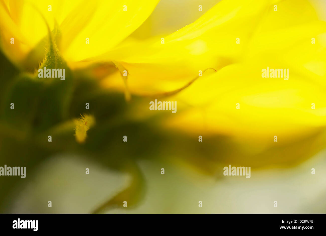Helianthus annuus, Sunflower, Yellow subject. Stock Photo