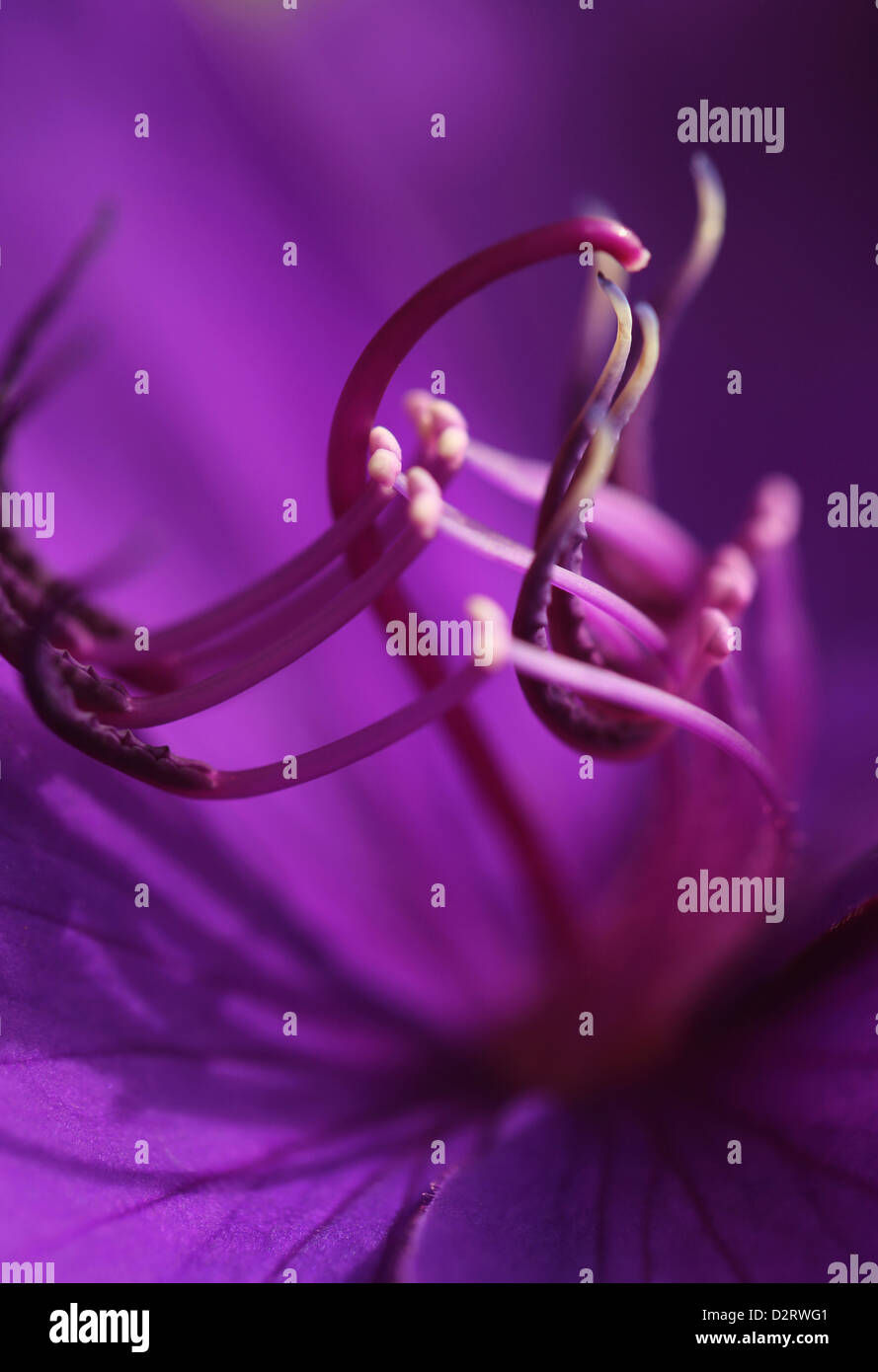 Tibouchina granulosa, Glory tree, Purple subject. Stock Photo