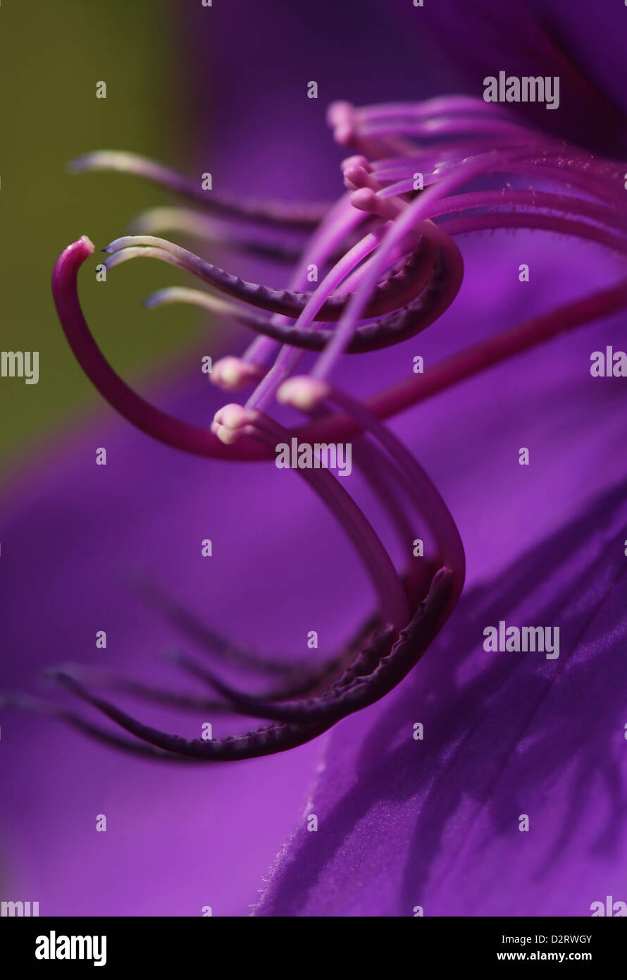 Tibouchina granulosa, Glory tree, Purple flower stamens close up.. Stock Photo